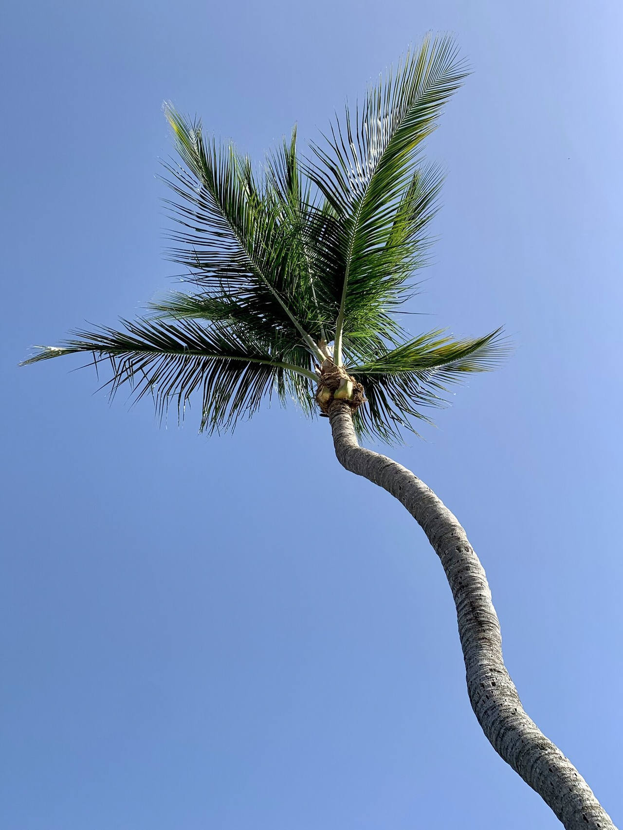 Properly trimmed coconut palm against blue South Florida sky — fronds reduced and seed pods removed before hurricane season
