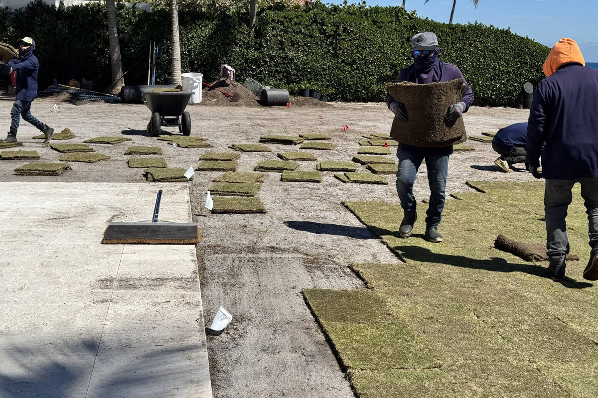 Crew carrying sod rolls during oceanfront installation