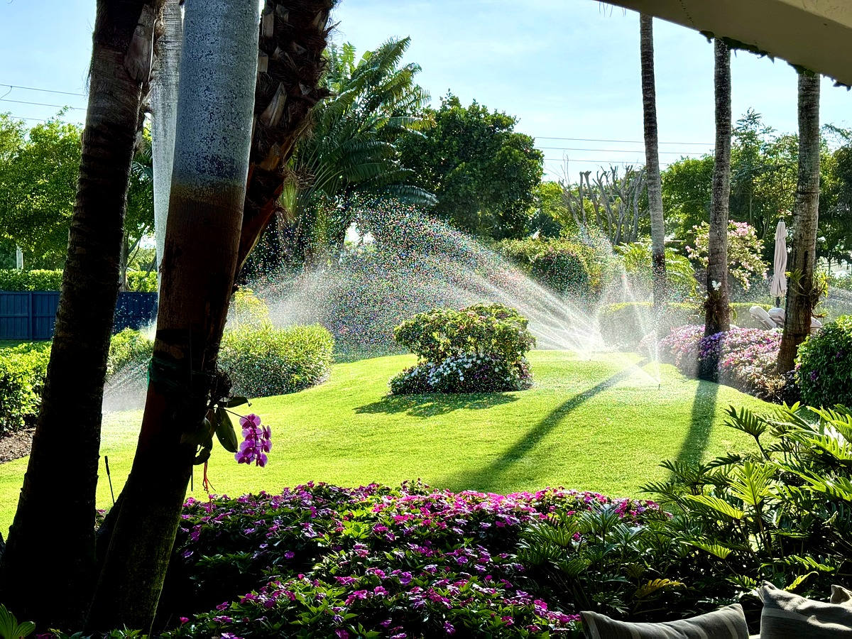 Properly aligned sprinkler spray pattern landing entirely on the turf at first light on a South Florida lawn