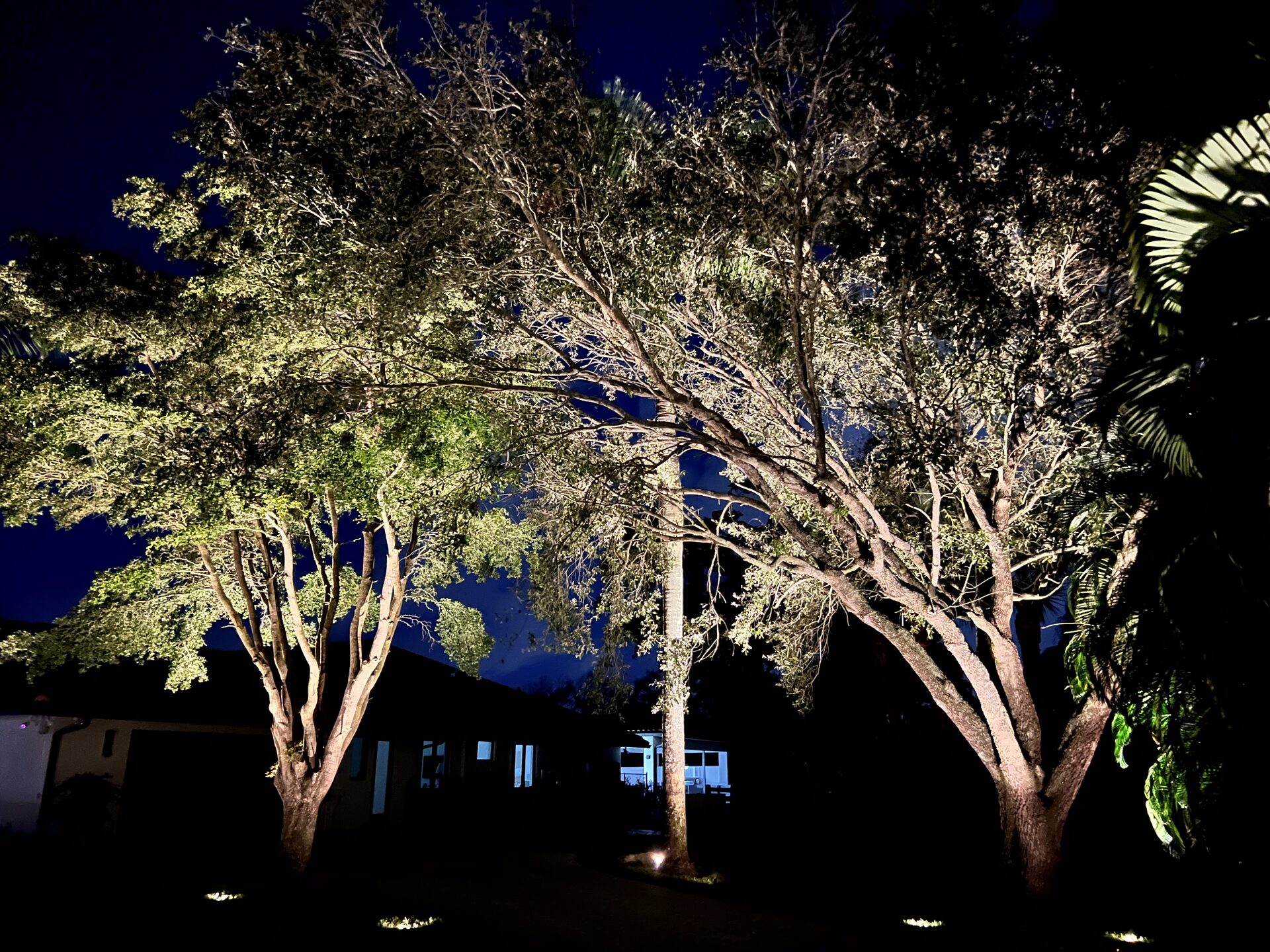 Dual oak trees with uplights in front yard landscape lighting