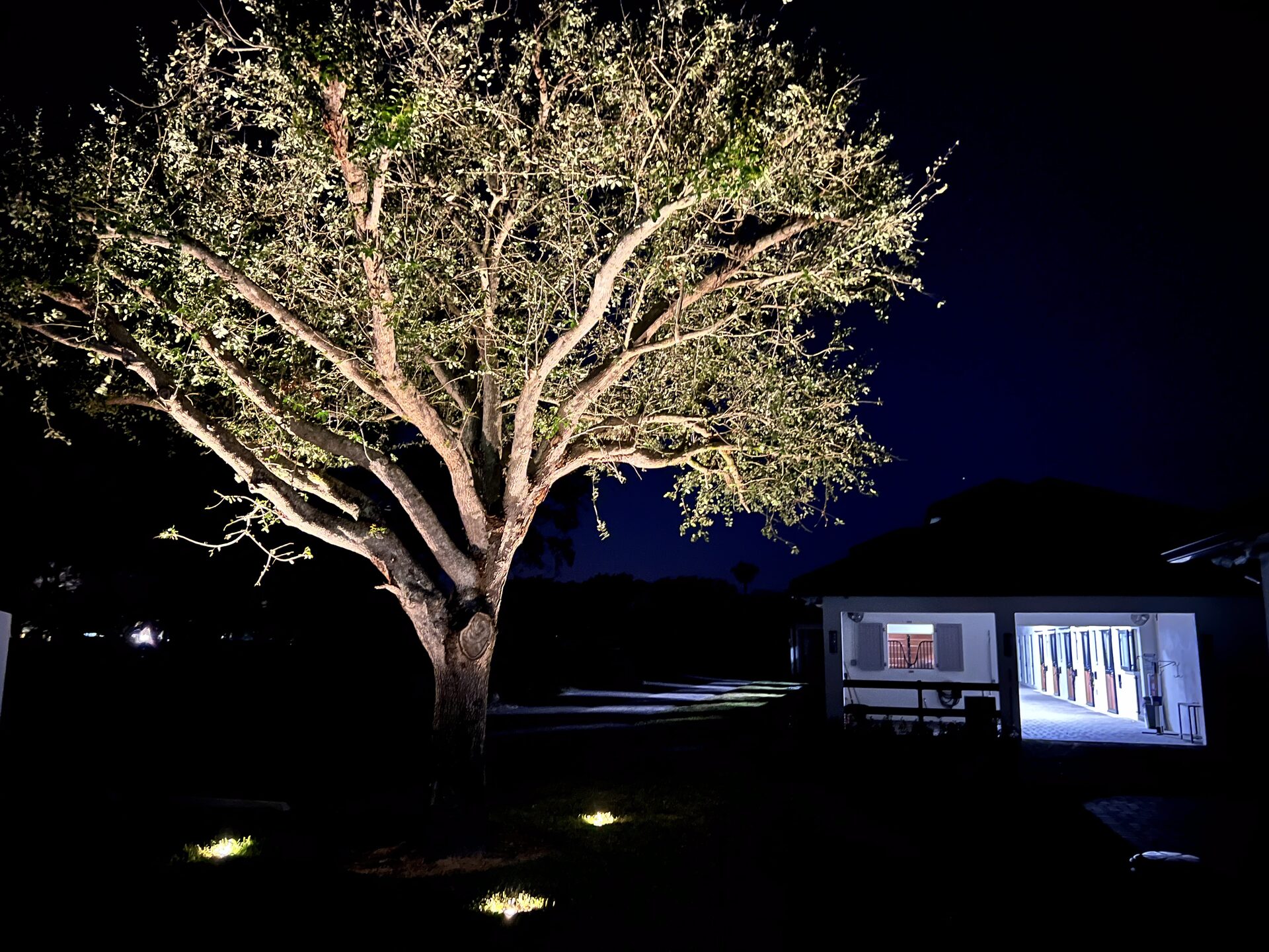 Dramatic live oak tree uplighting by Florida Boys Lawn & Landscape