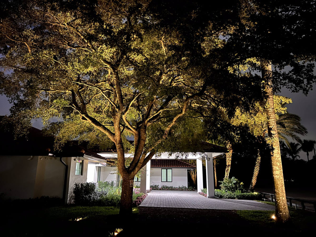 Oak tree uplighting at Boca Raton home driveway