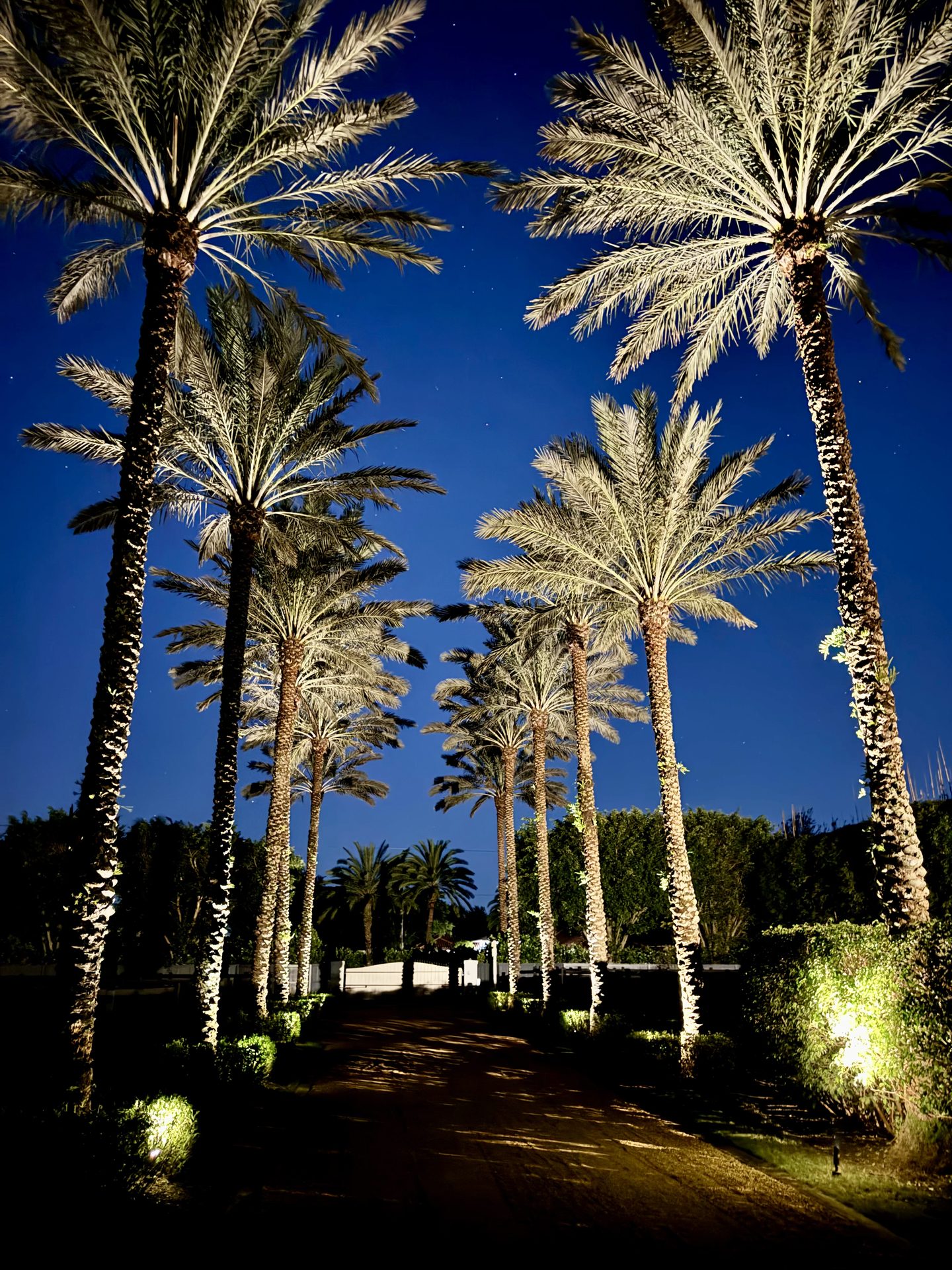 Palm tree landscape uplighting along driveway in South Florida