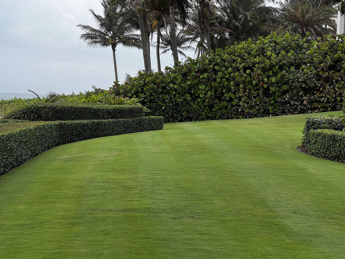 Tall privacy hedge wall and clipped low hedges framing an oceanfront lawn, privacy screening and hedge care by Florida Boys