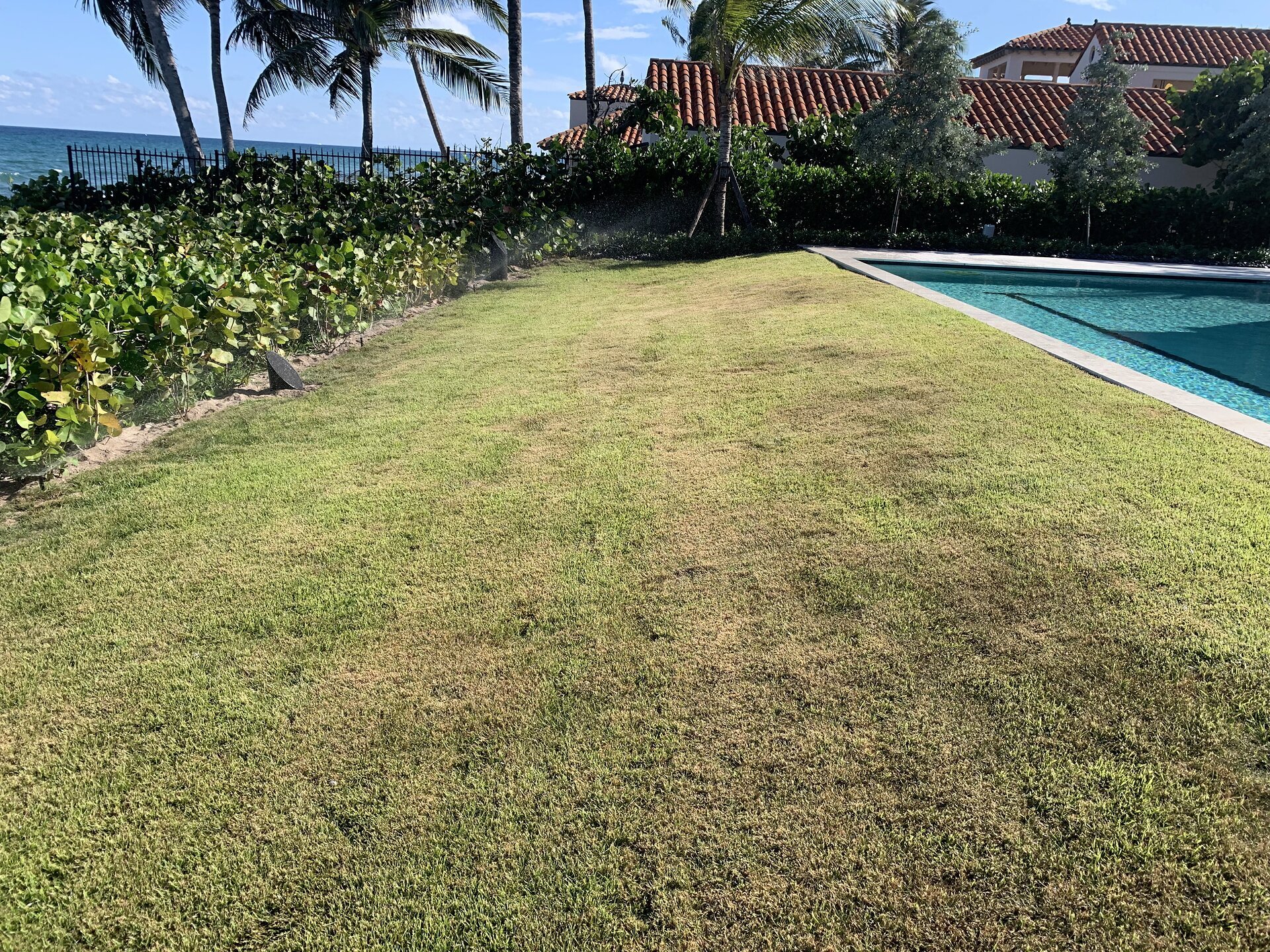 Professional turf care on oceanfront lawn with pool and sea grape hedge in South Florida