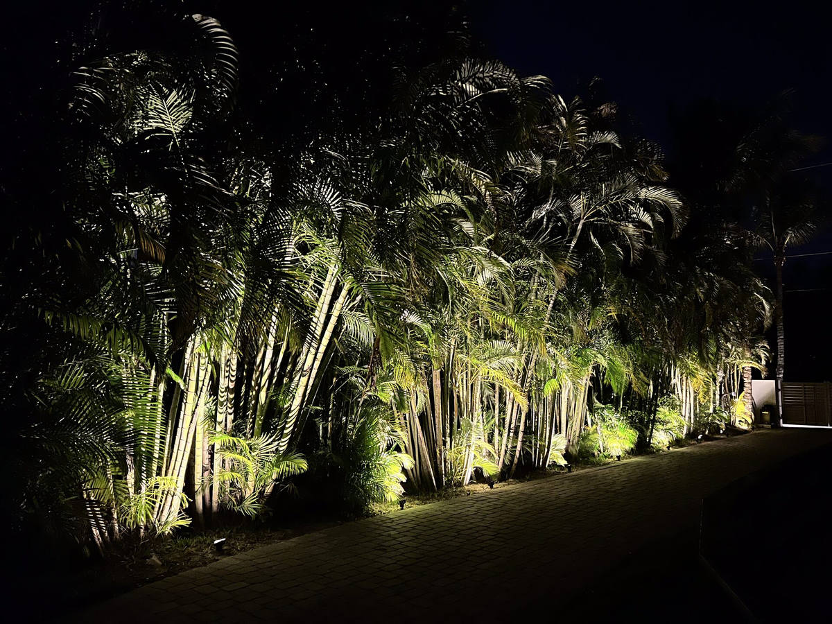 Areca palm hedge wall wash lighting in Pompano Beach