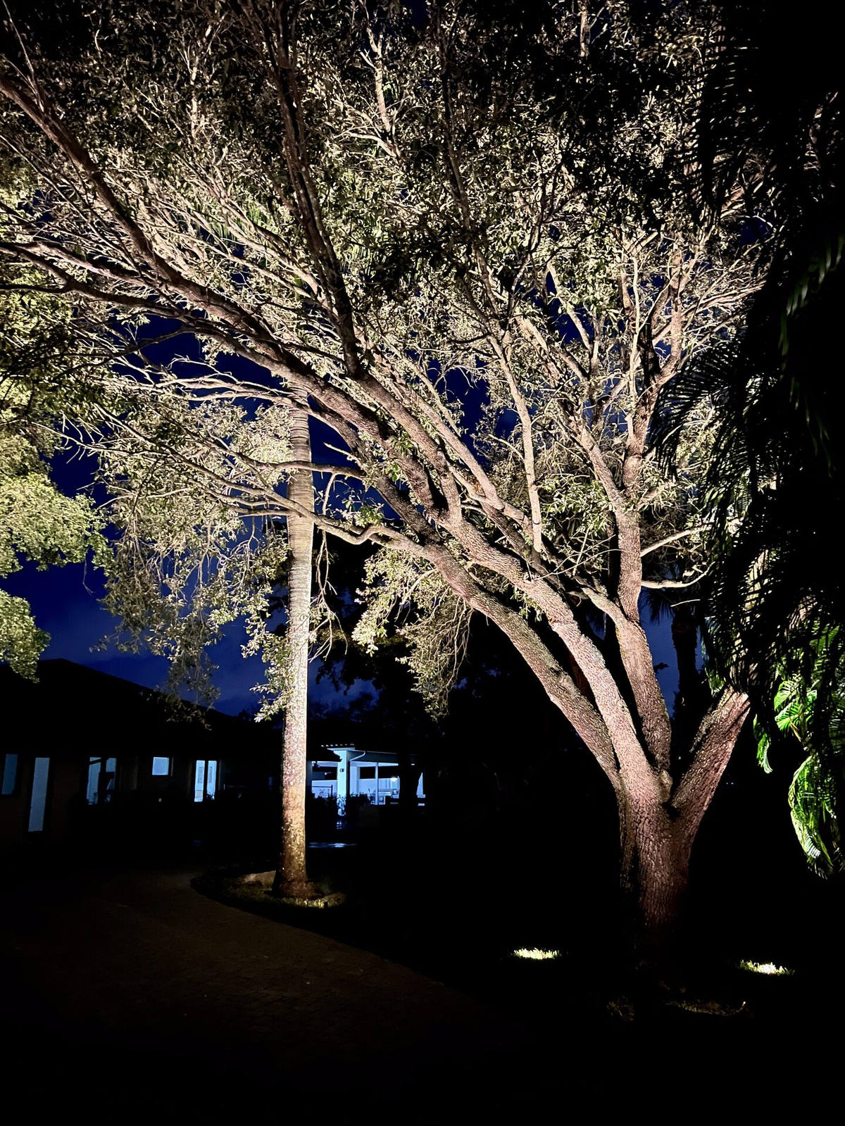 Large oak tree uplighting at night in Delray Beach
