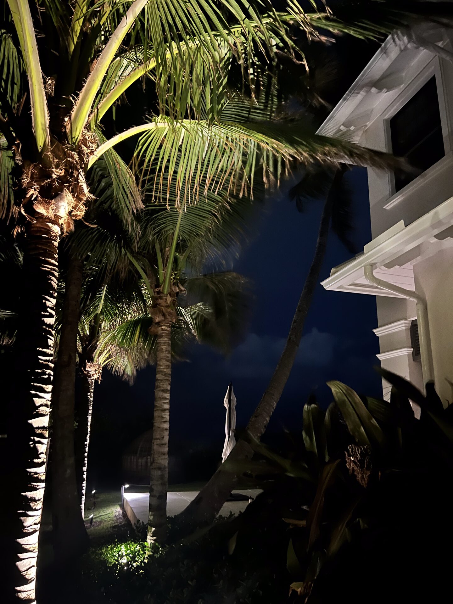 Palm tree uplighting at Boca Raton tropical home