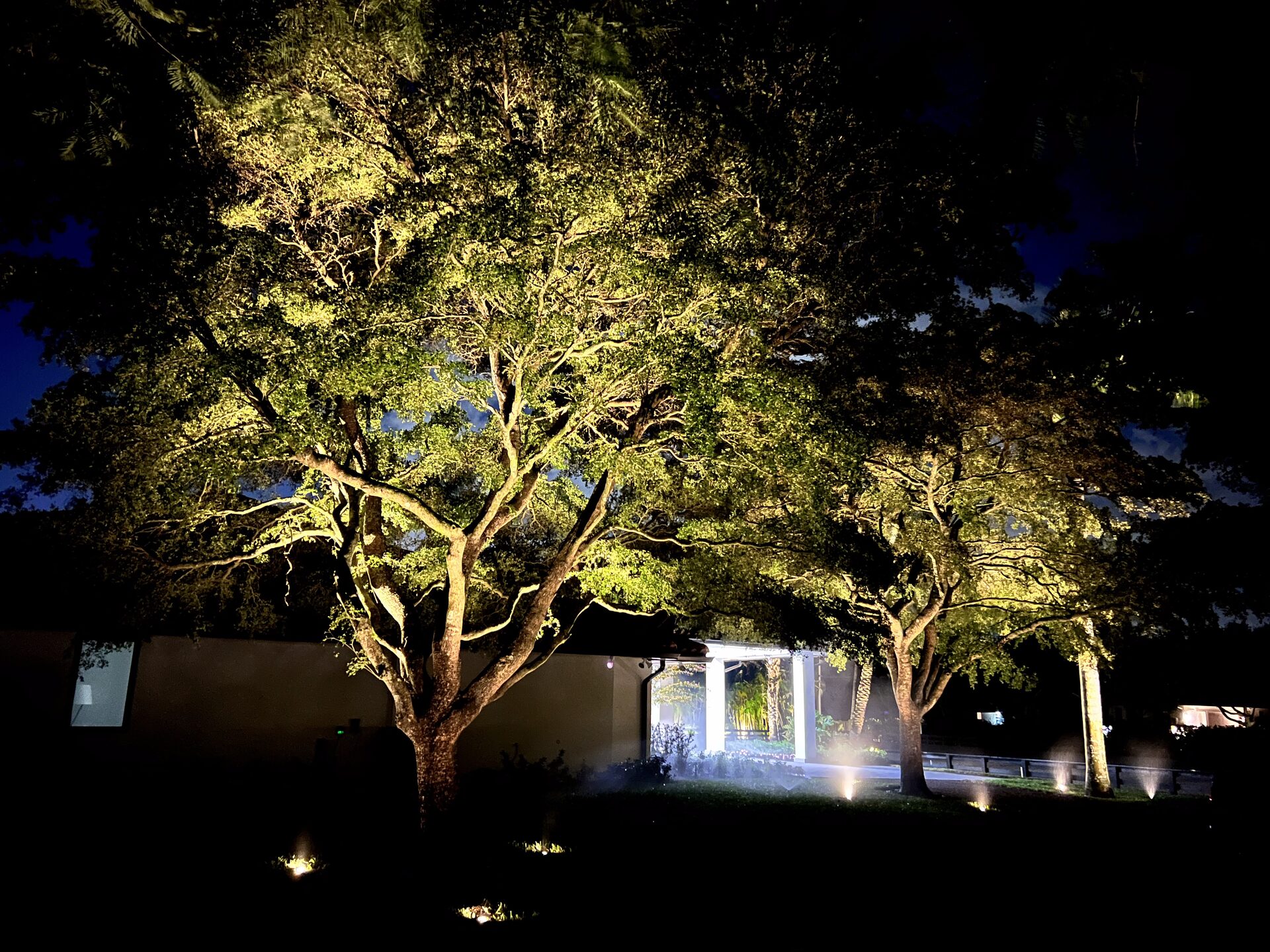 Sprawling oak tree canopy with landscape uplighting in Delray Beach