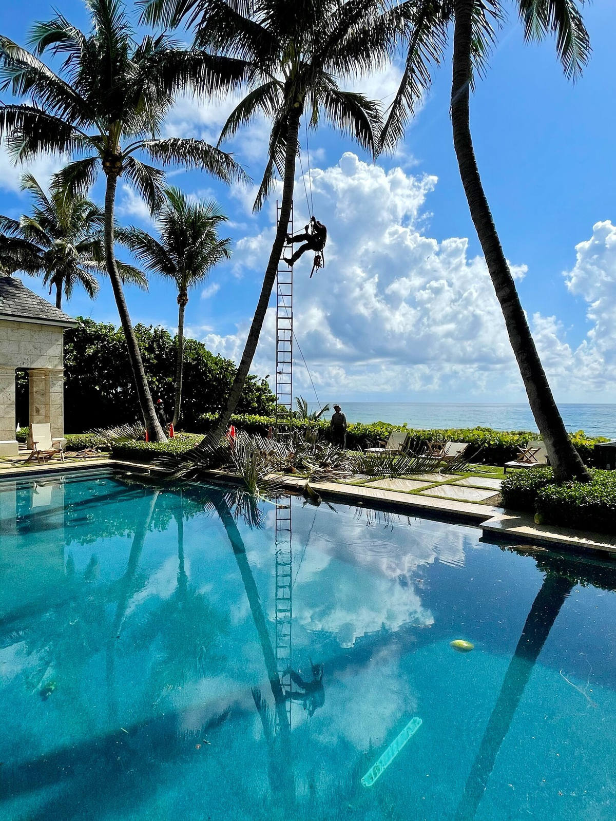 Crew trimming palms at an oceanfront South Florida property before hurricane season — frond reduction and seed pod removal done right