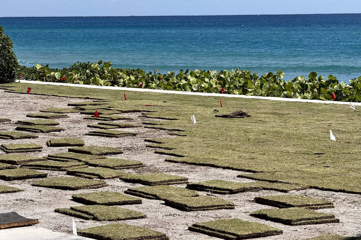 Paspalum sod pieces laid at oceanfront