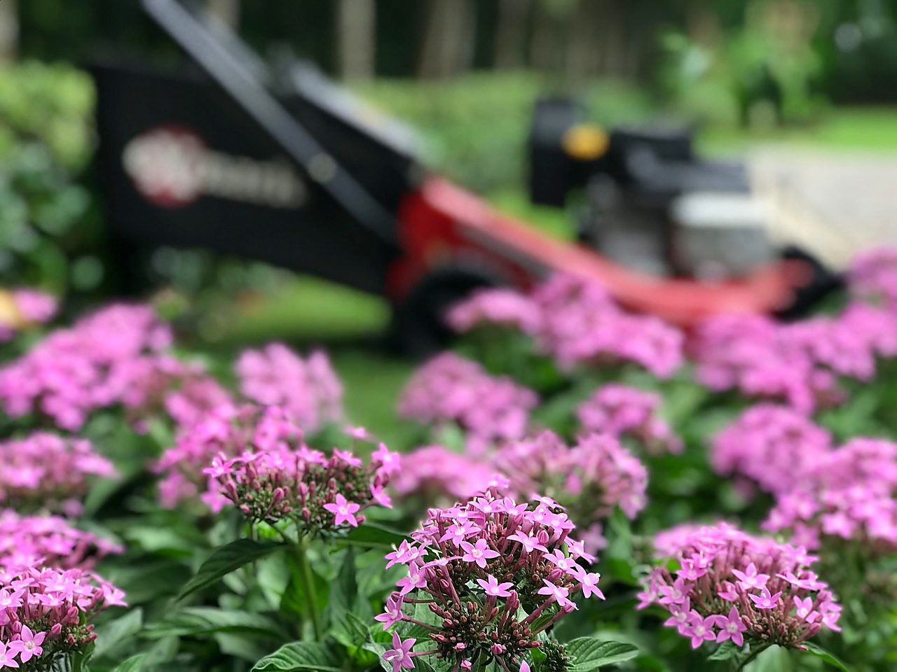 Pink pentas in bloom at a Boca Raton property with a mower on the lawn behind, Florida Boys Lawn & Landscape