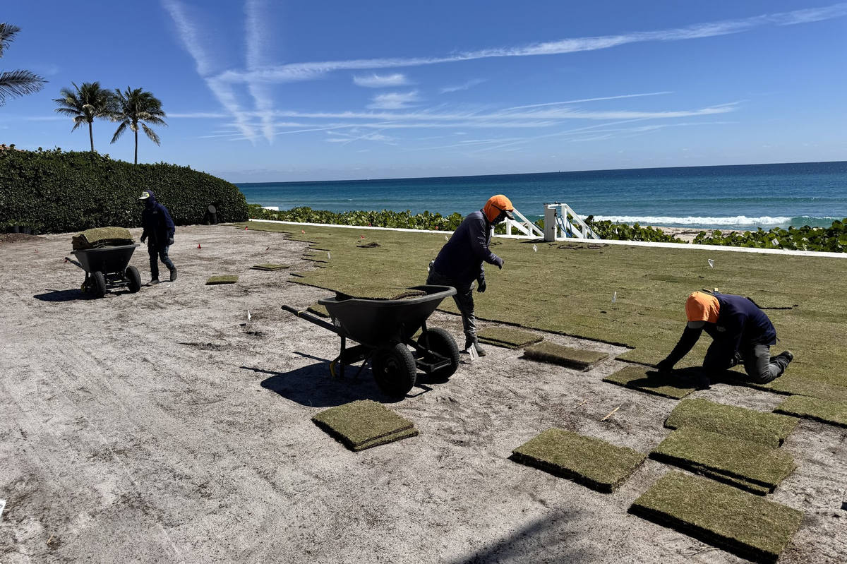 Three man crew installing sod with ocean view