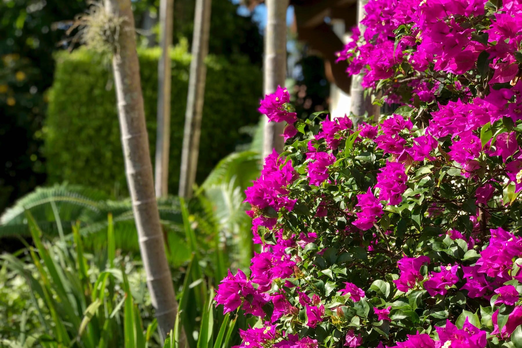 Vibrant bougainvillea and tropical landscape design in South Florida